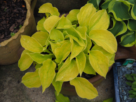 Hosta ´Golden Needles´